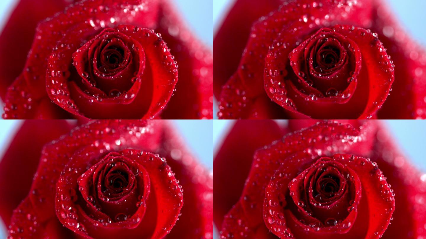 红色玫瑰花特写水玫瑰娇艳欲滴