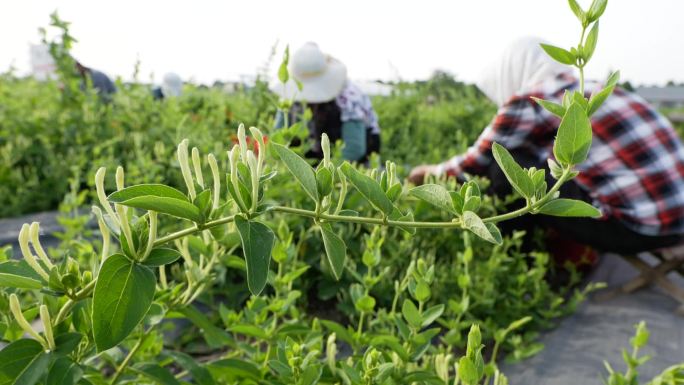 金银花采摘