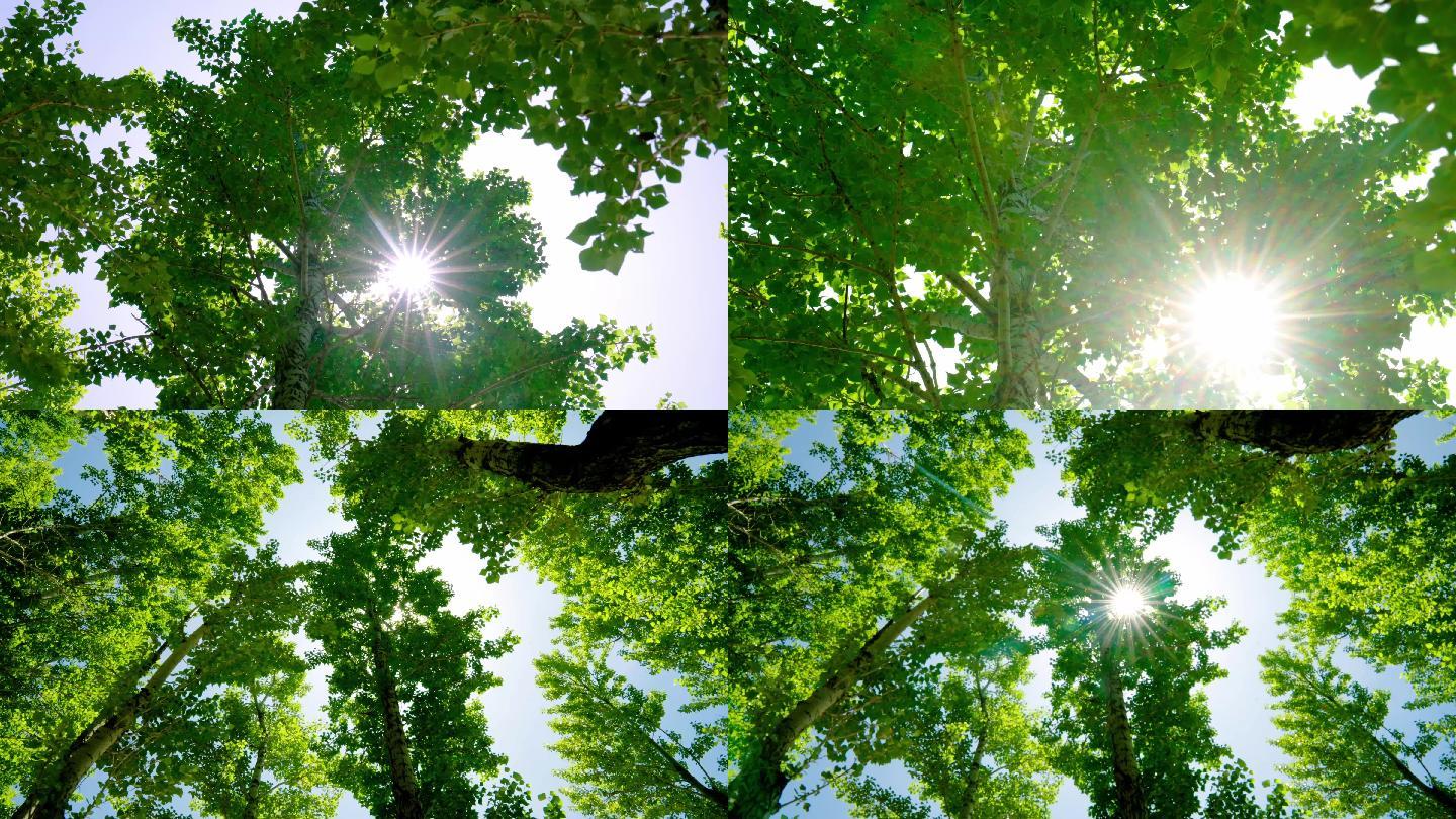 阳光透过树林树叶
