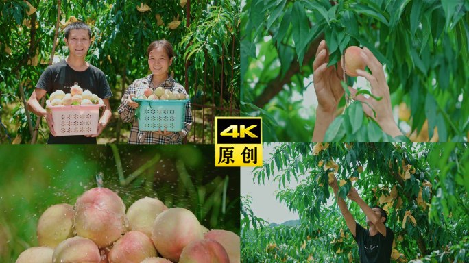 4K 水蜜桃桃树采摘