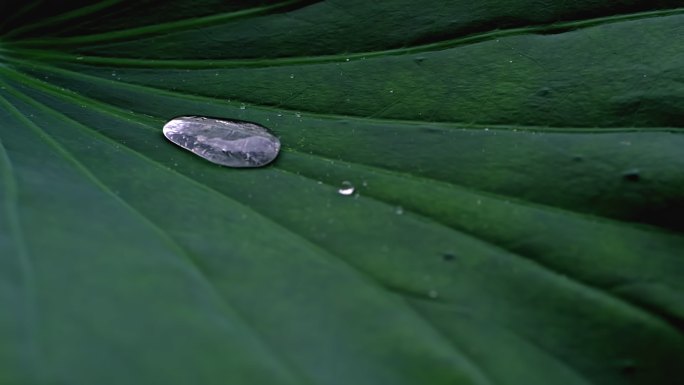 雨打荷叶