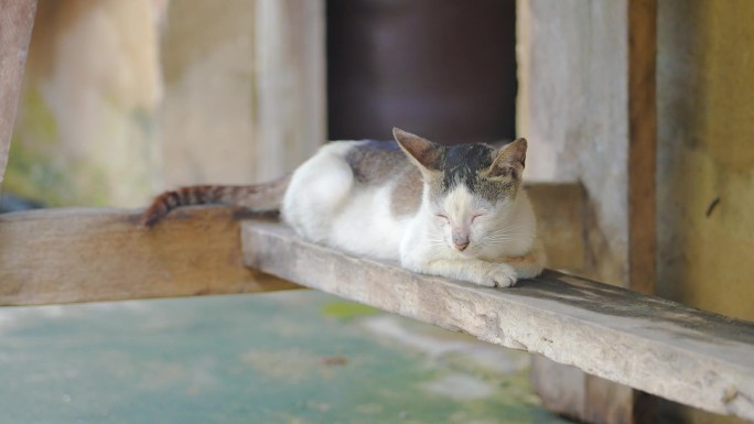 小猫 农村的猫 宠物 农村猫