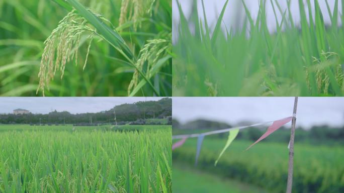成长中的稻田