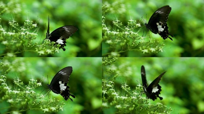蝴蝶 扇动翅膀 黑白翅膀