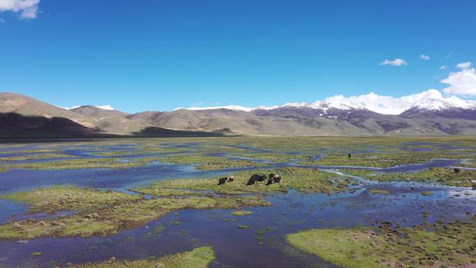 航拍西藏昌都八宿县沼泽湿地雪山，牦牛奔跑