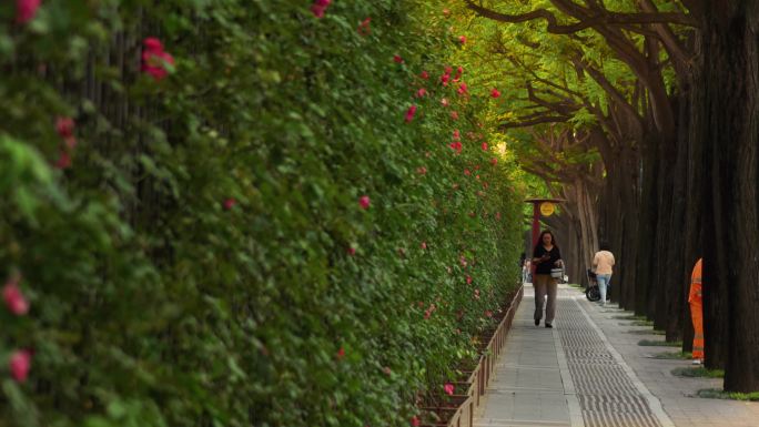 西安市  绿化 景观  人文 城市