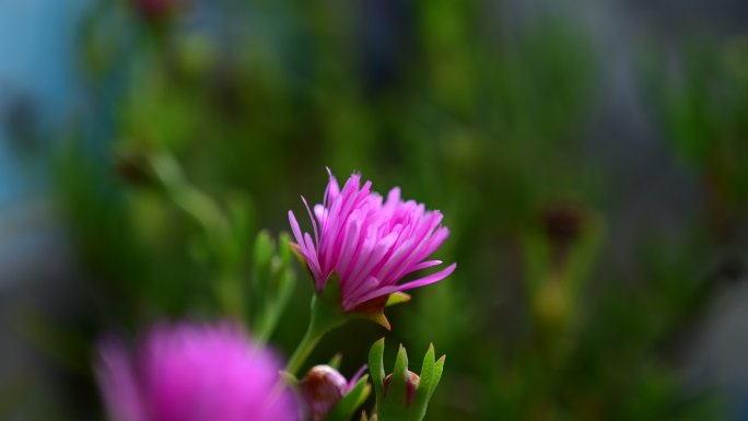 花合瞬间