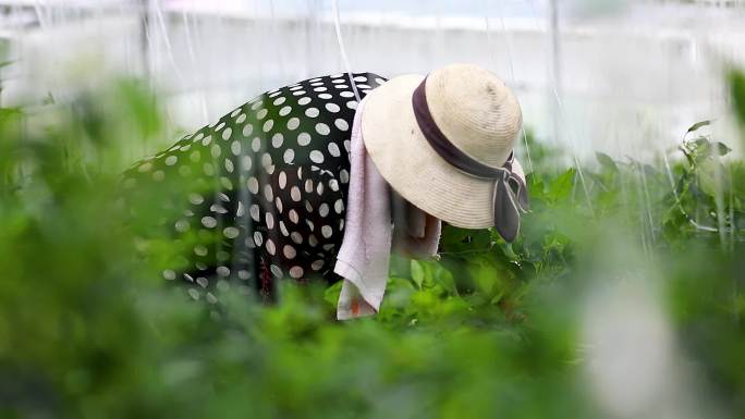 实拍樟树港辣椒基地大棚种植采摘辣椒4