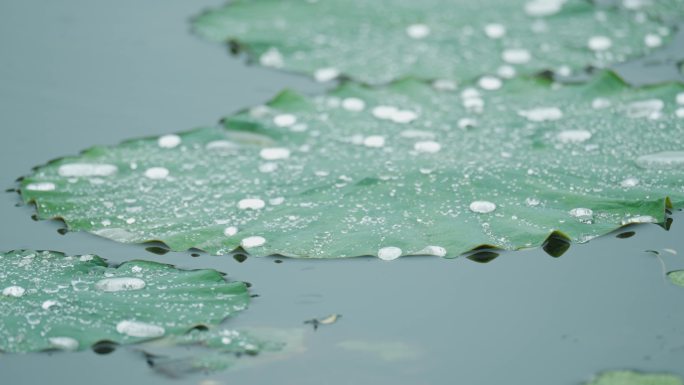 4k下雨天写意意境荷叶上的水珠滚动流动