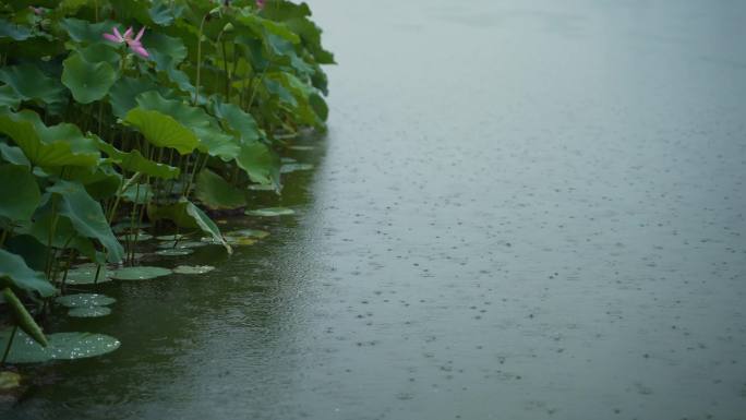 荷花,雨季,荷叶,湖水,下雨,4K