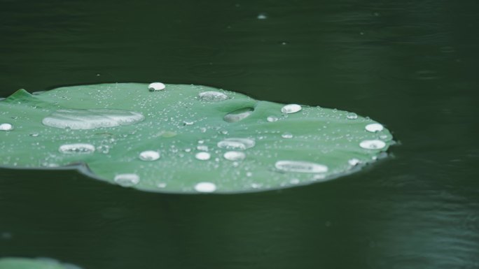 4k下雨天写意意境荷叶上的水珠滚动流动