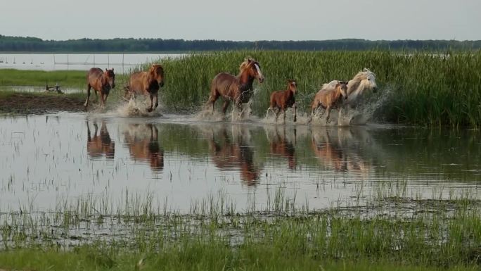 马群在水中奔跑慢动作，场面壮观