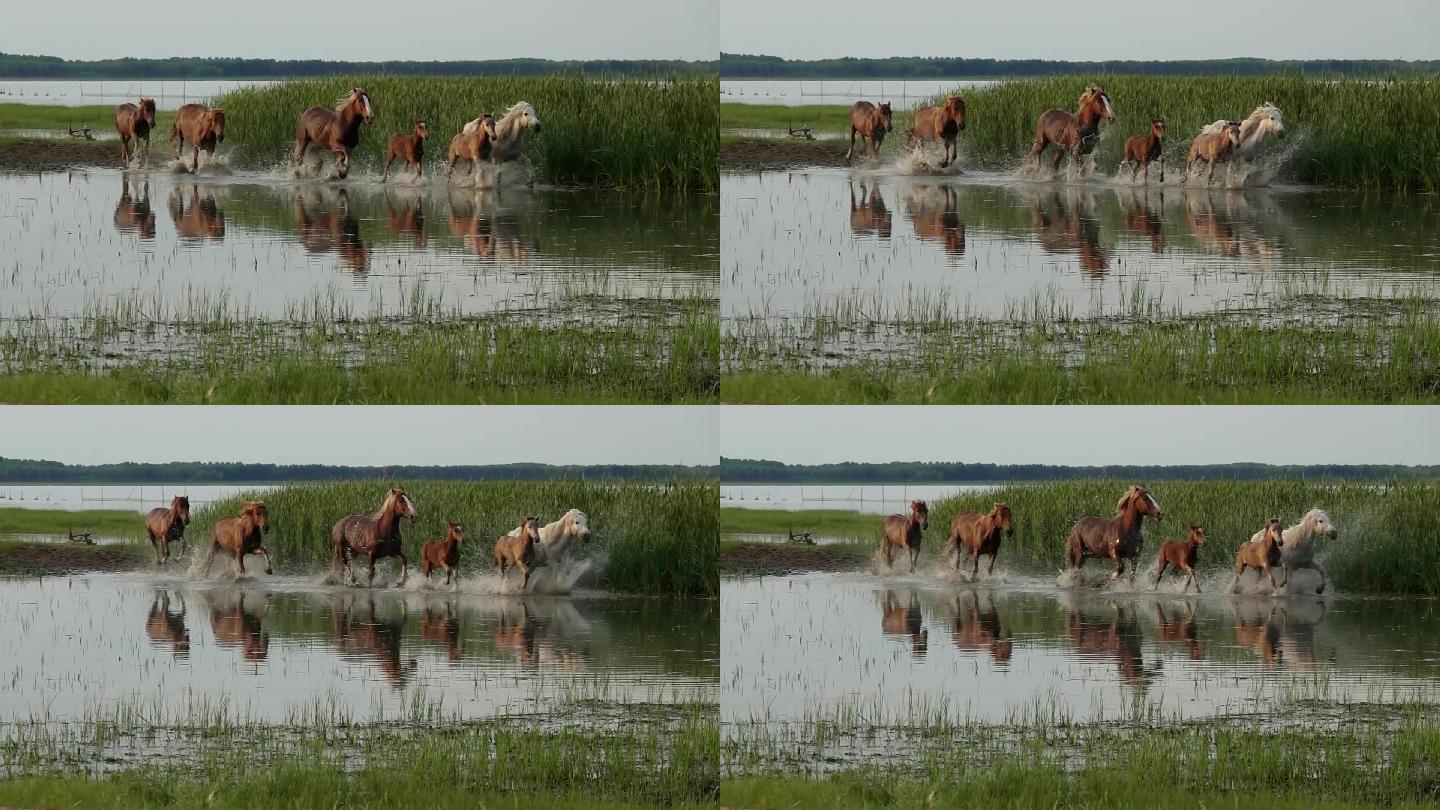 马群在水中奔跑慢动作，场面壮观