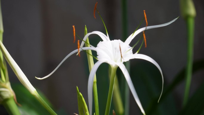 蜘蛛兰花朵兰花