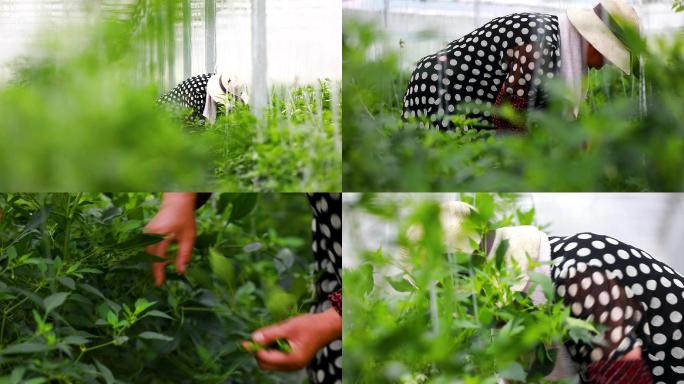 实拍樟树港辣椒基地大棚种植采摘辣椒合集