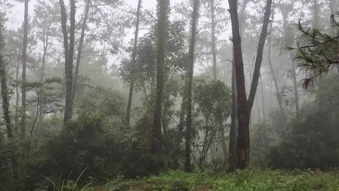 山谷峡谷绿树雾锁山林幽灵神秘意境空气荒野