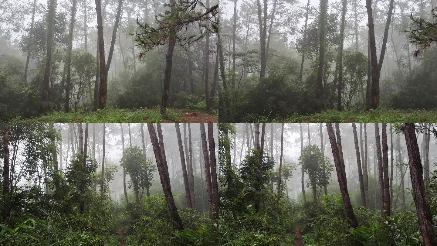 山谷峡谷绿树雾锁山林幽灵神秘意境空气荒野
