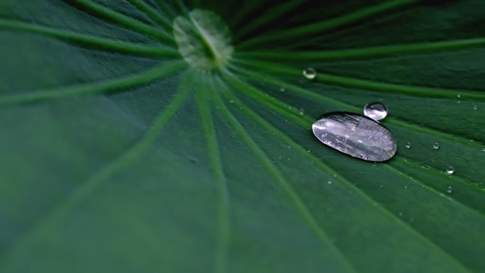 雨打荷叶