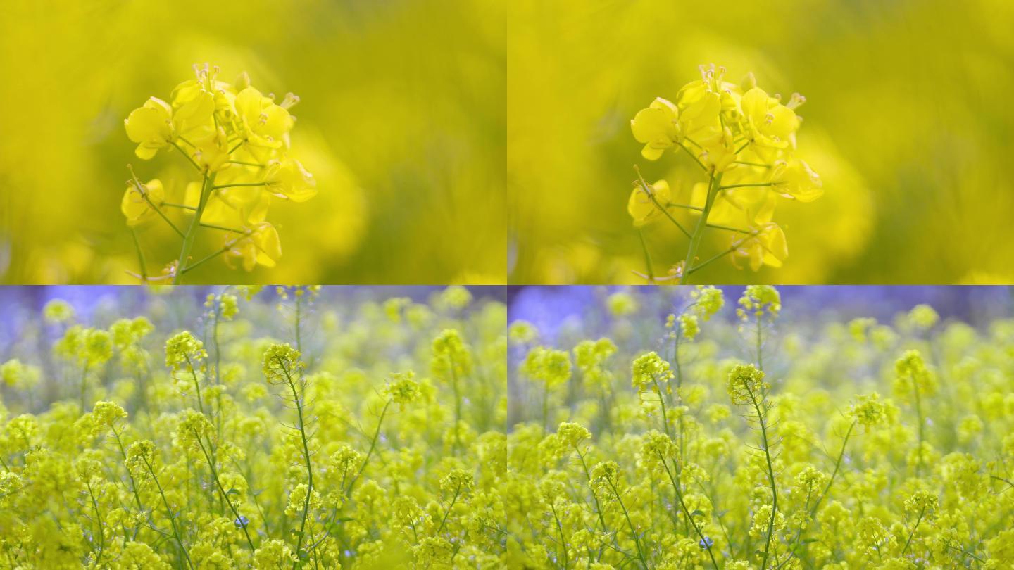 4K油菜花特写