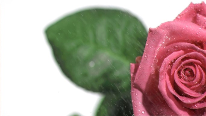 粉色玫瑰特写鲜花新鲜雨打雨珠雨水