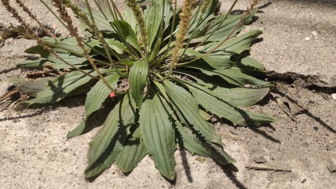 水泥路缝隙里的小草  车前草 车轱辘菜