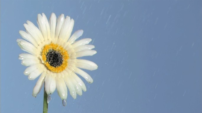 白色雏菊被水打湿特写