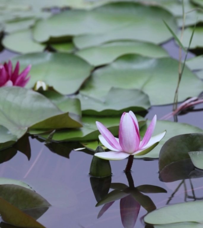 北京龙潭湖公园荷花季