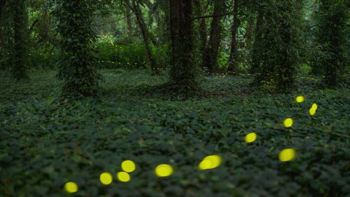 【4K原创】广州华南植物园萤火虫 夜景