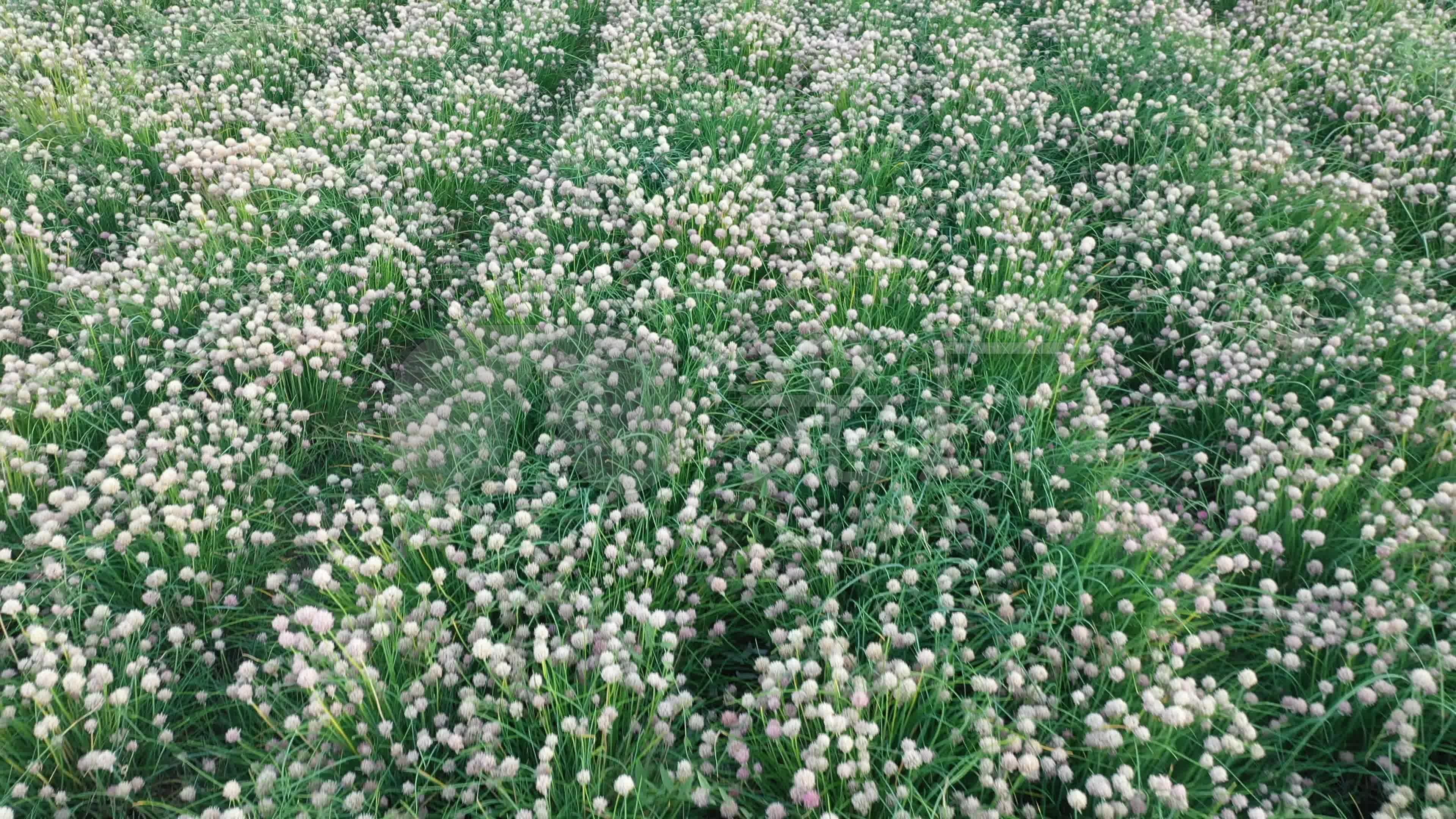 大家看看草原现摘的韭菜花，配着肉吃特别香!这种韭菜和我们平时吃的韭菜是一种吗？一样的，只不过韭菜长出花来就老的不能吃了。这是草地上的野韭菜开的 ...