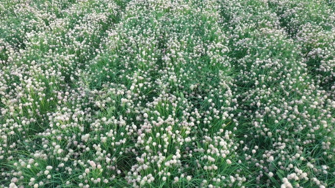 俯拍田地韭菜开花