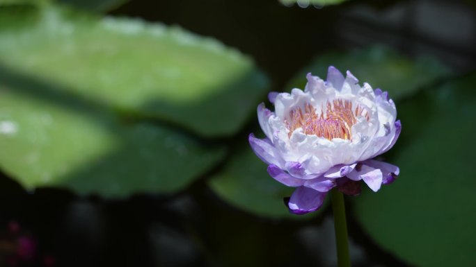 摇曳的莲花荷花夏季花卉