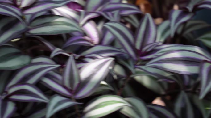 紫色叶子植物植被吊篮