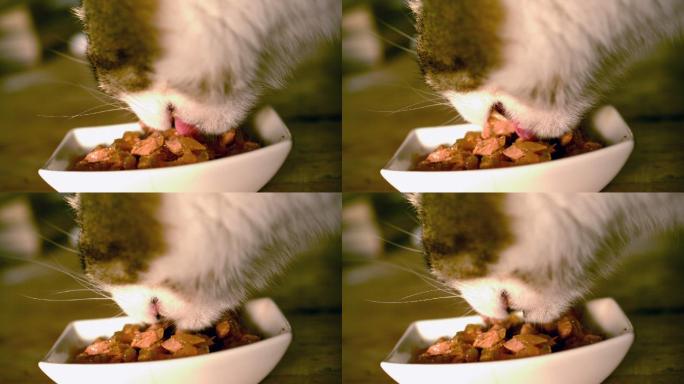猫吃猫粮的慢镜头养生膳食健康运动健身