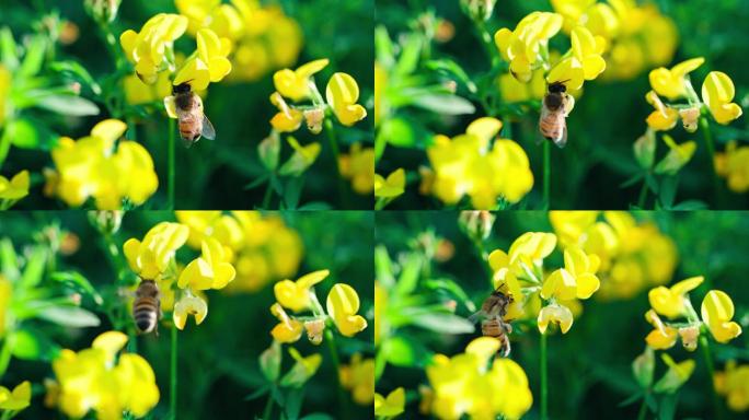花朵-蜜蜂采蜜-花粉特写
