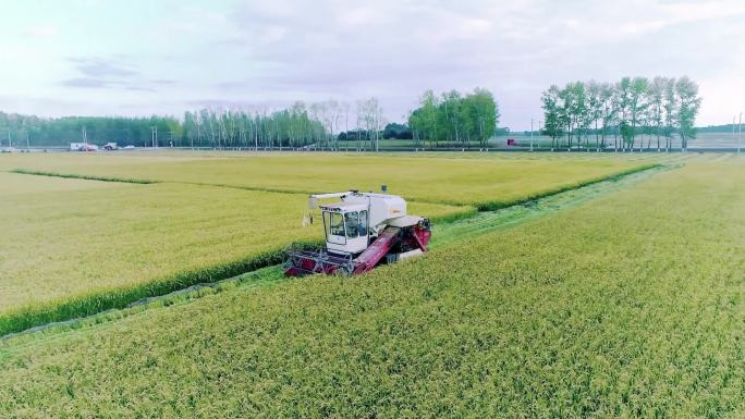 航拍农业素材：水稻收割