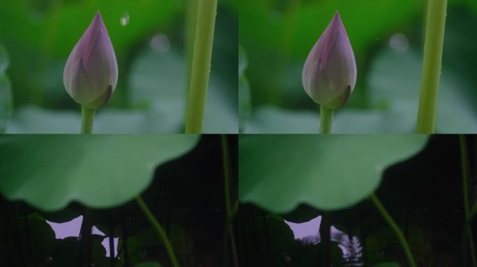 雨打荷花