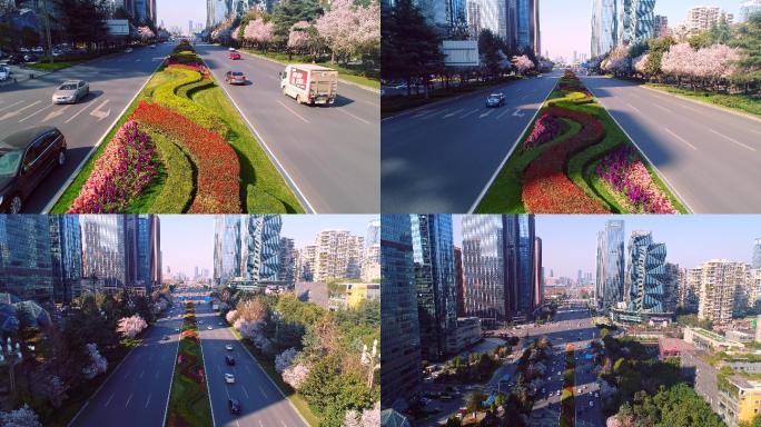 成都天府大道春天樱花盛开航拍