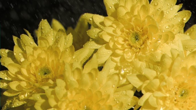 被水打湿的黄色菊花特写