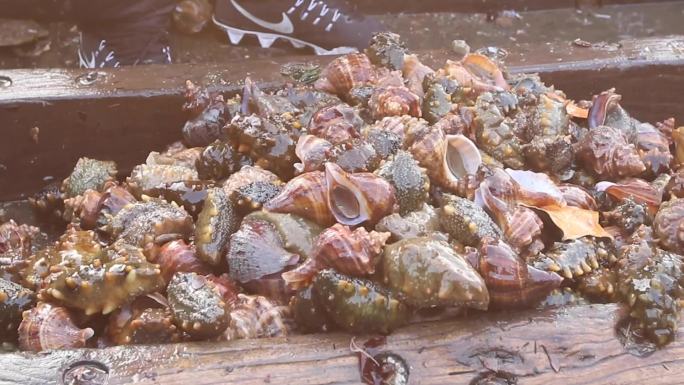 渔船上倾倒新捕捞的海螺