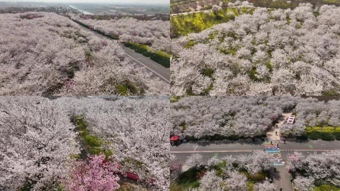 4K樱花园  樱花园航拍