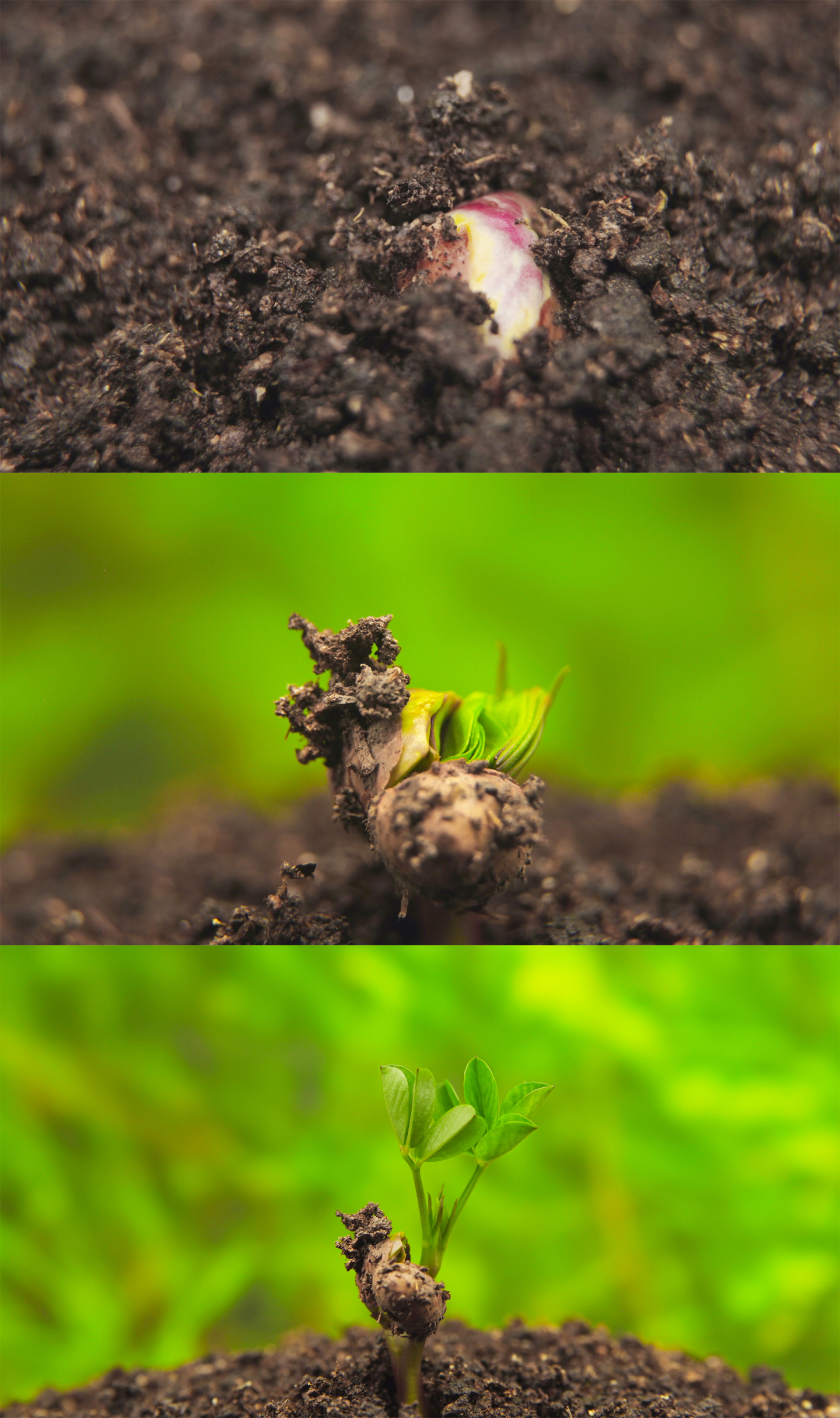 花生种子发芽生长春天植物生长生长