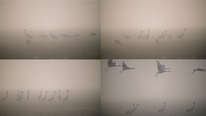 晨雾中的丹顶鹤