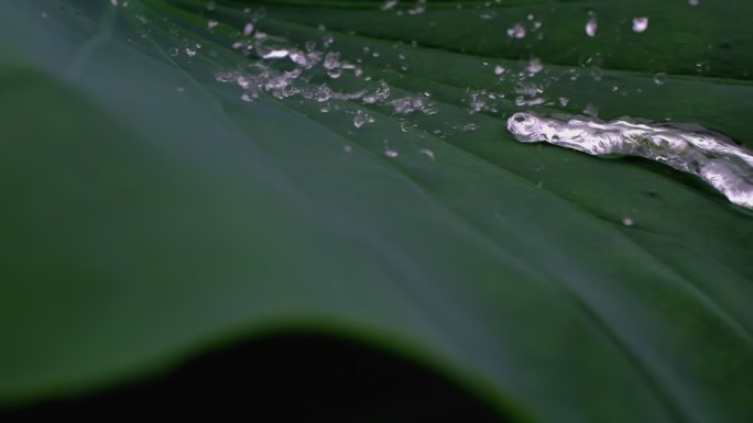 雨打荷叶