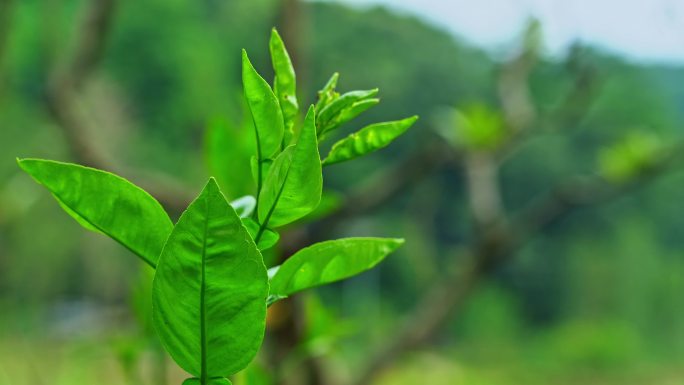 树枝发芽新叶