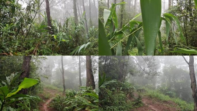 穿越雾锁林间山谷峡谷 峡山绿树 雾锁山林