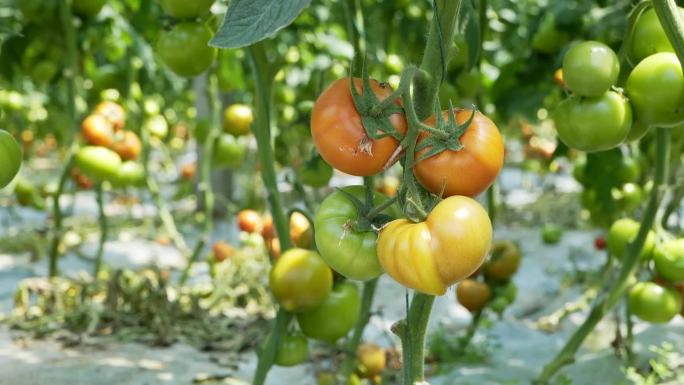 大棚种植西红柿番茄