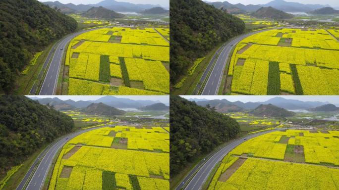 原创 浙江千岛湖淳安县油菜花田野公路航拍