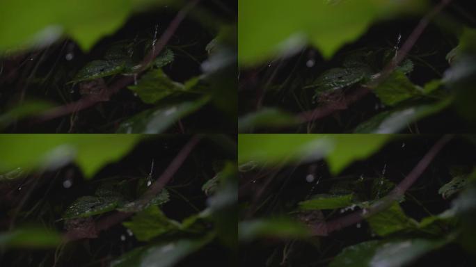 水 自然 绿色 景观 叶子 树 植物 雨