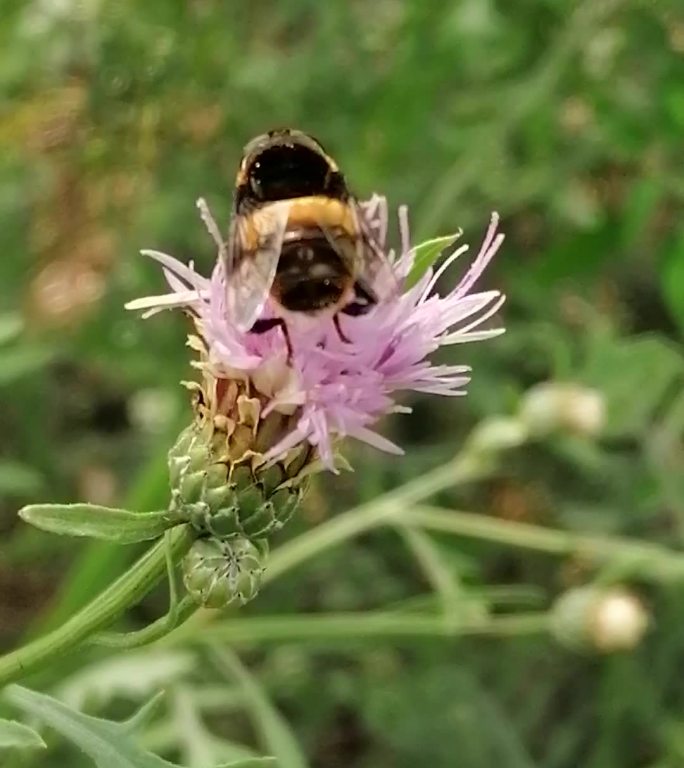 蜜蜂觅食