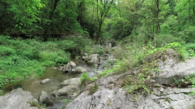 峡谷小溪流 绿色深林